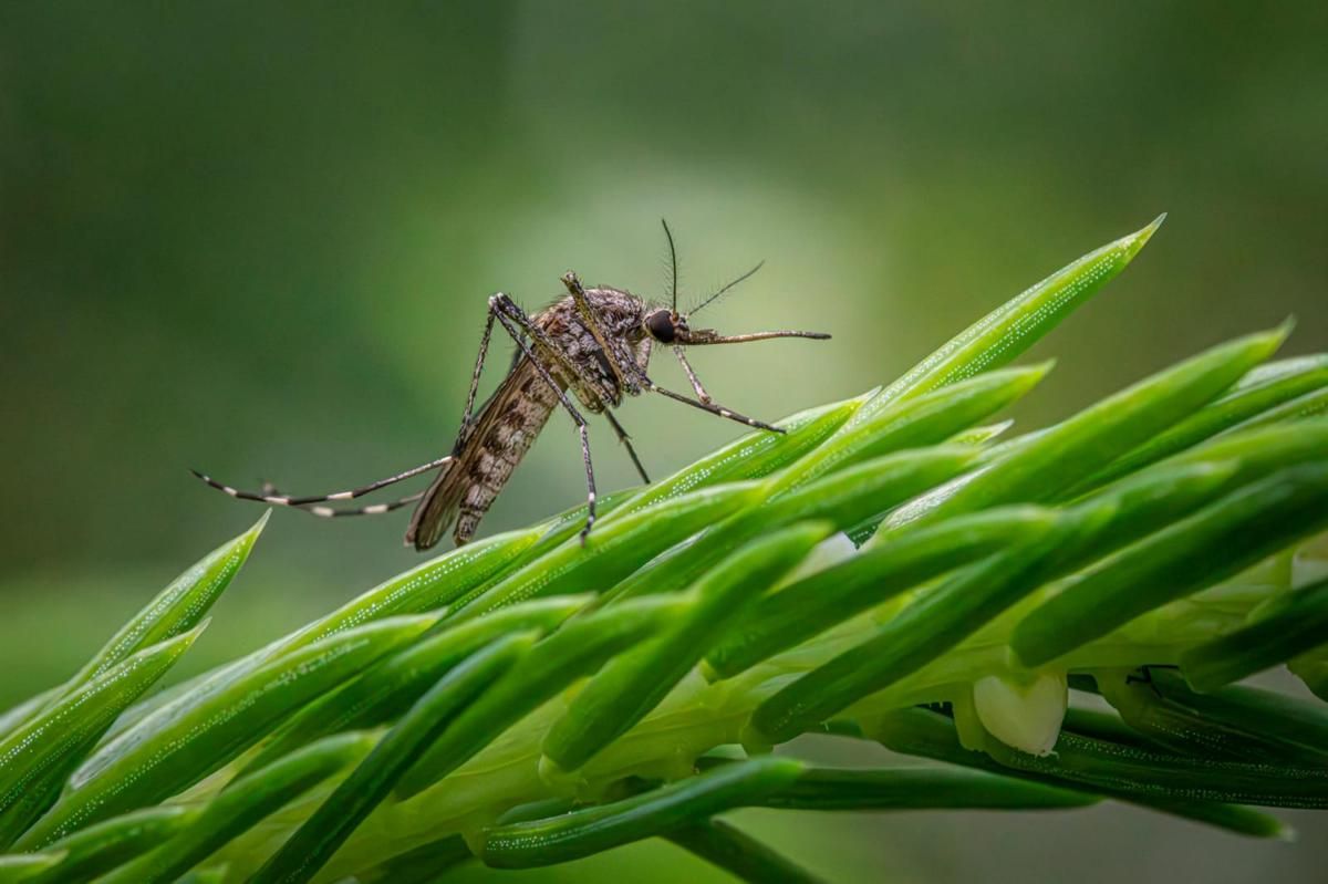 Jam Berapa Nyamuk Aedes Aegypti Aktif?